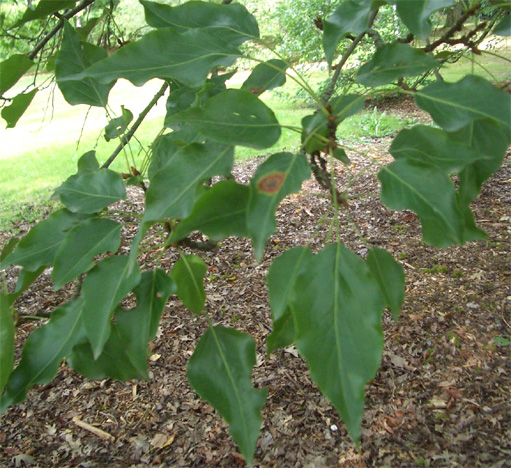 Pyrus calleryana