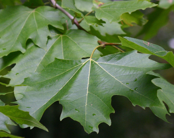 Platanus acerifolia