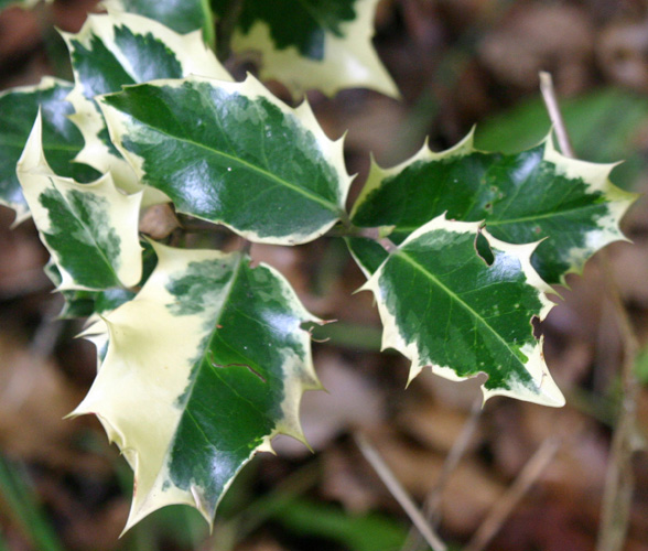 Ilex aquifolium