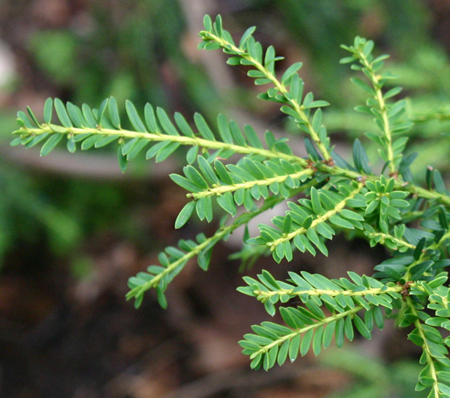 Taxus baccata