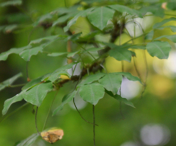 Laburnum watereri