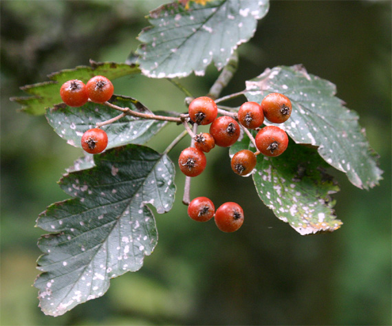 Sorbus dacica