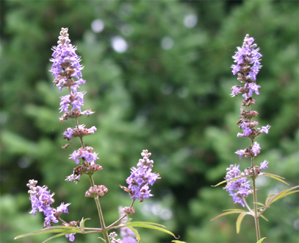 Vitex agnus-castus