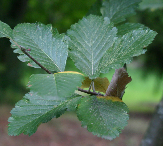 Sorbus subsimillis