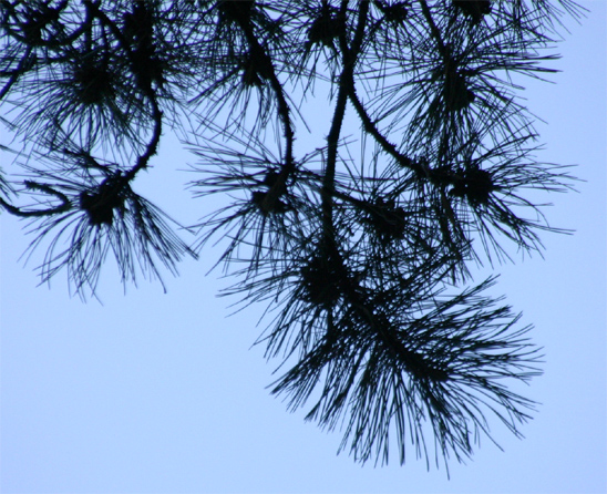 Pinus nigra