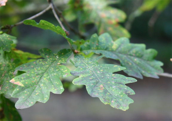 Quercus robur