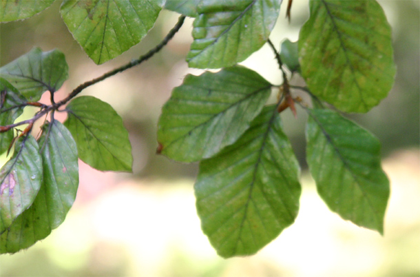 Fagus sylvatica