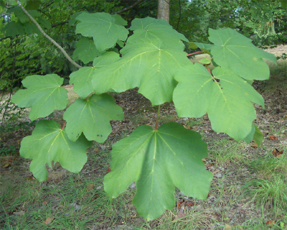 Acer opalus