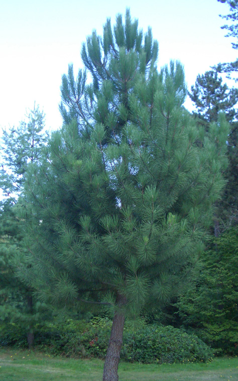 Pinus pinaster