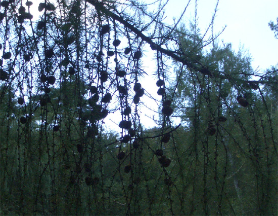 Larix decidua var. polonica