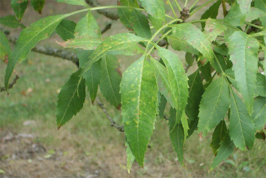 Fraxinus angustifolia