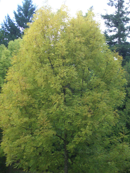 Fraxinus excelsior