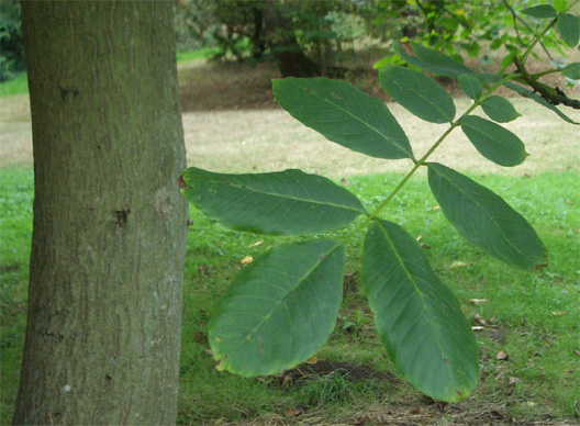 Juglans regia