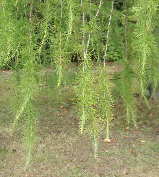 Larix decidua