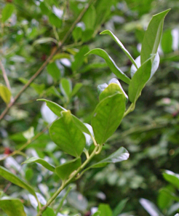 Ilex wandoensis