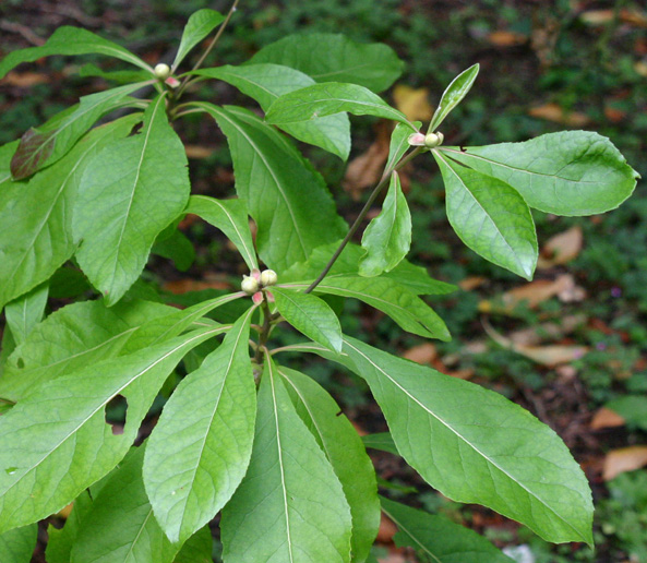 Franklinia alatamaha