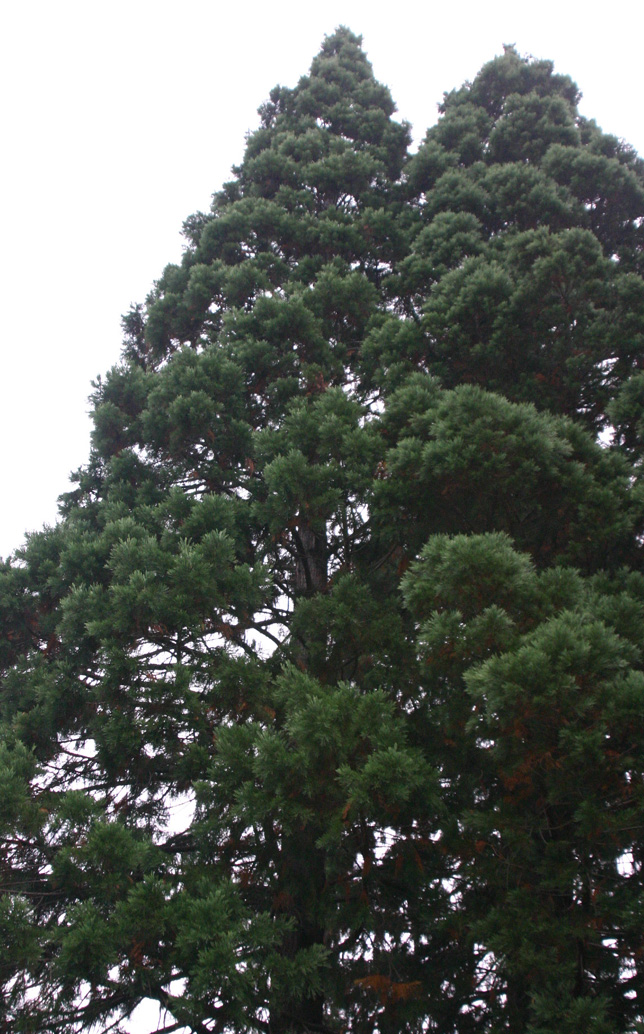 Sequoiadendron giganteum