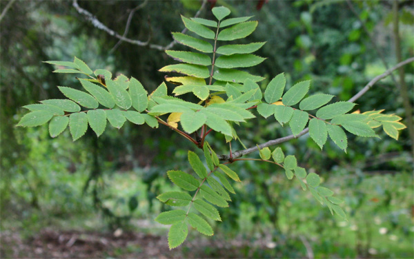 Sorbus decora