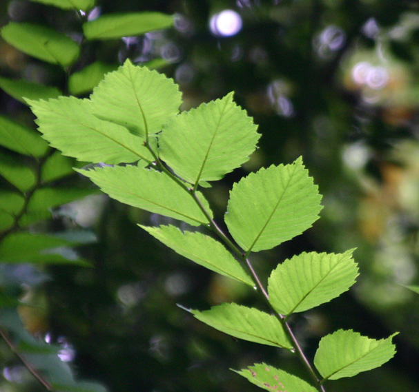 Ulmus americana