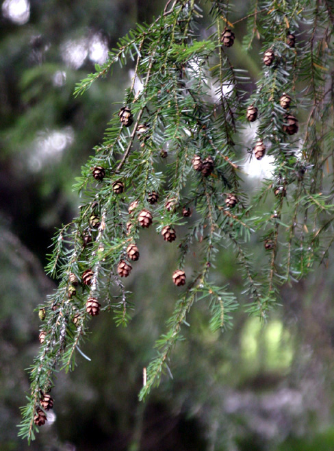 Tsuga canadensis