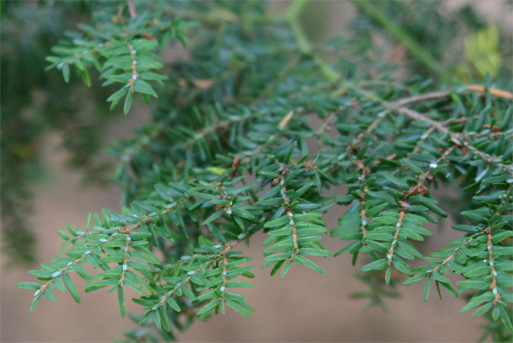 Tsuga canadensis