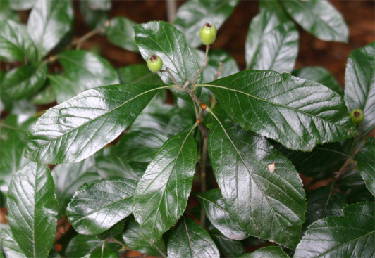 Crataegus lavallei