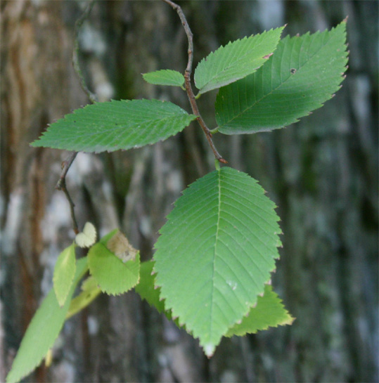 Ulmus americana