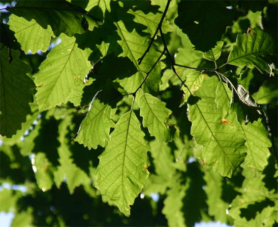 Quercus michauxii