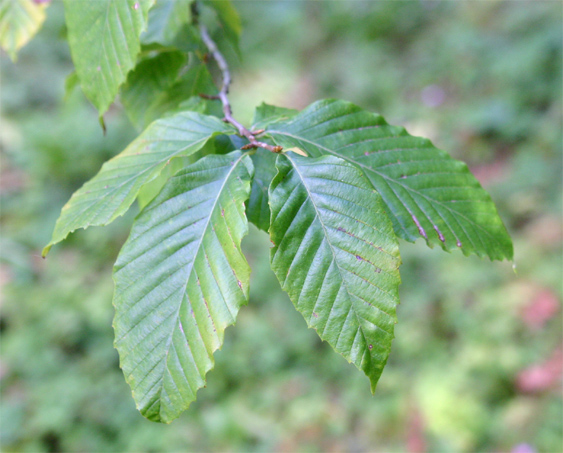 Fagus grandifolia