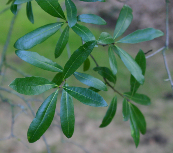 Quercus laurifolia