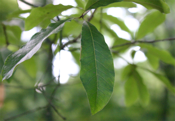 Quercus imbricaria