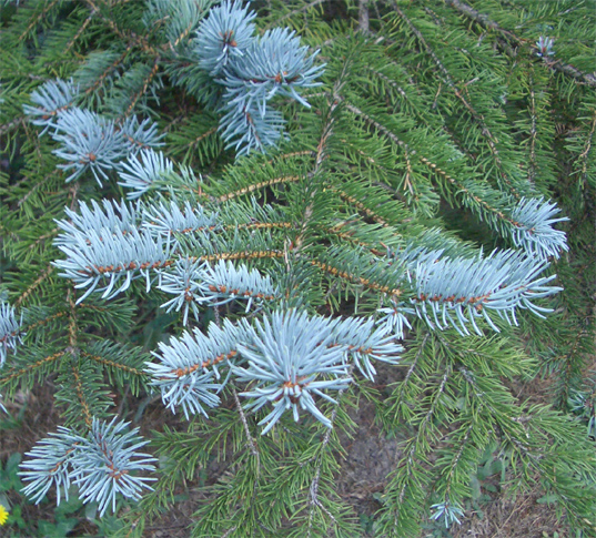 Picea pungens