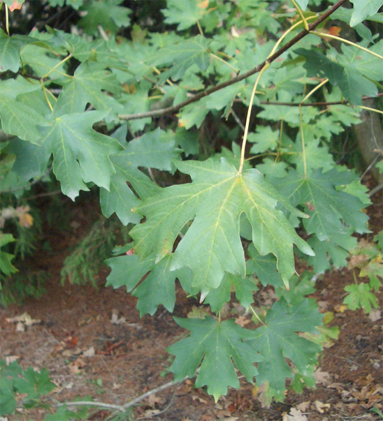 Acer saccharum