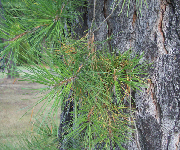 Pinus rigida