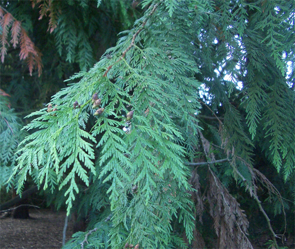 Thuja plicata 