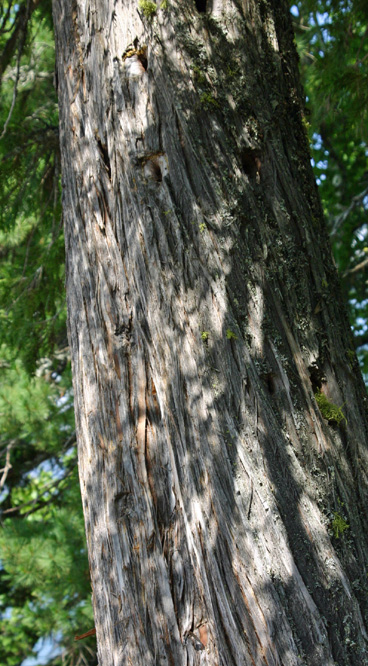 Thuja plicata