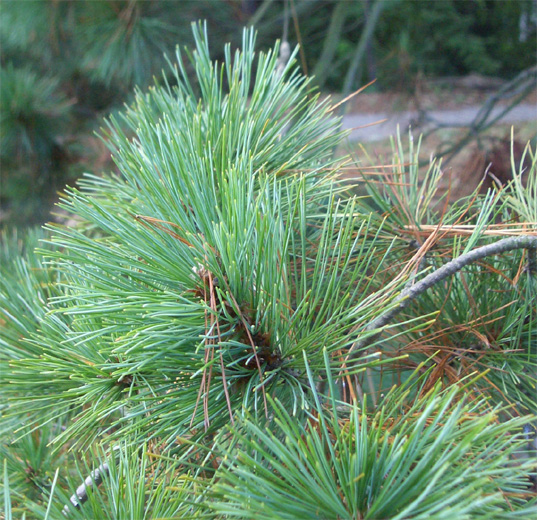 Pinus monticola