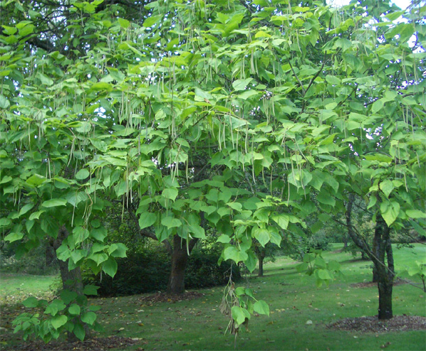 Catalpa erubescens