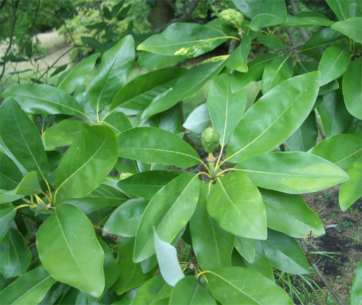 Magnolia virginiana