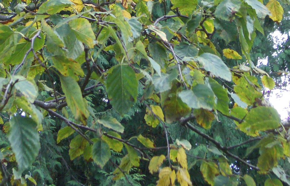 Betula papyrifera