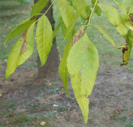 Fraxinus pennsylvanica