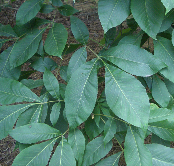 Carya tomentosa