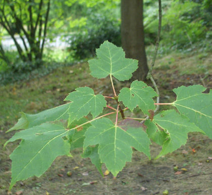 Acer rubrum