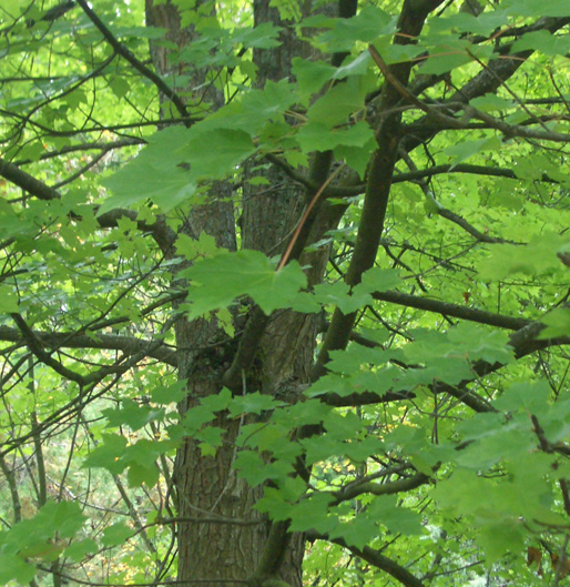 Acer rubrum