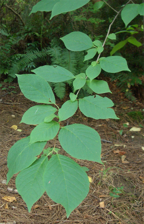 Halesia tetraptera