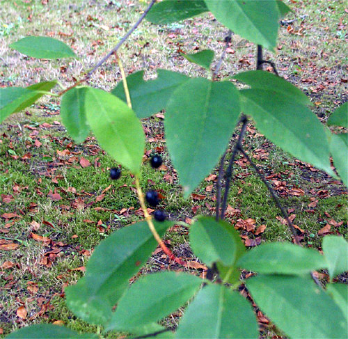 Prunus serotina