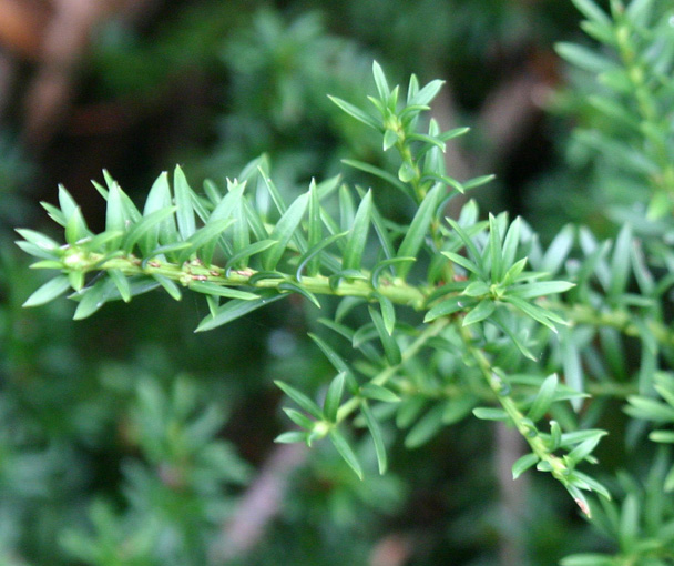 Podocarpus nivalis